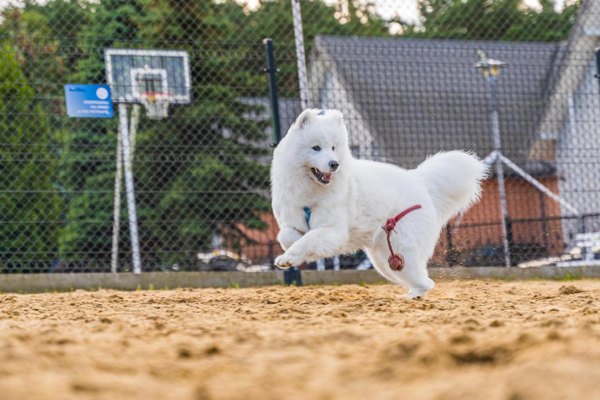 Domy Morskie Dog Friendly Jantar Esterno foto
